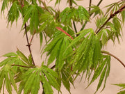 - FOR PICKUP ONLY | Acer palmatum 'Fascination' Japanese Maple | DOES NOT SHIP - Mr Maple │ Buy Japanese Maple Trees