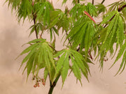 - FOR PICKUP ONLY | Acer palmatum 'Fascination' Japanese Maple | DOES NOT SHIP - Mr Maple │ Buy Japanese Maple Trees