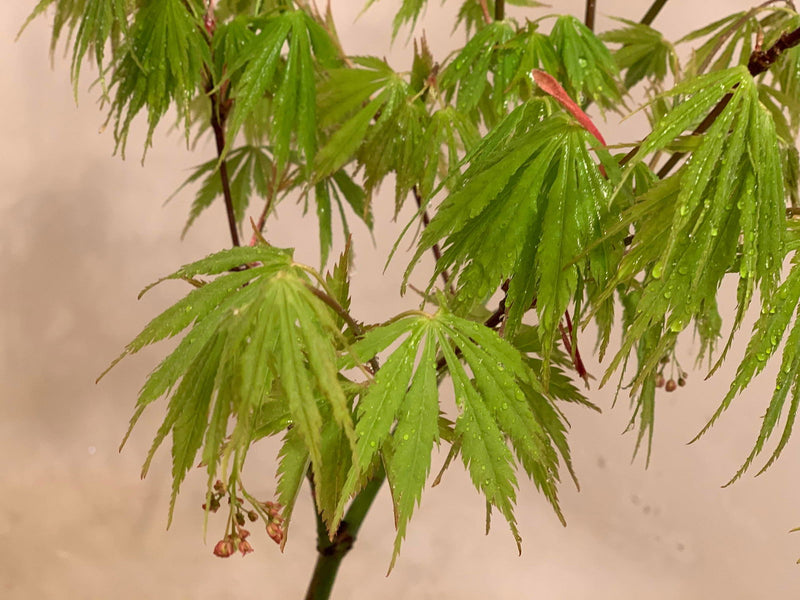 - FOR PICKUP ONLY | Acer palmatum 'Fascination' Japanese Maple | DOES NOT SHIP - Mr Maple │ Buy Japanese Maple Trees