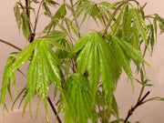 - FOR PICKUP ONLY | Acer palmatum 'Fascination' Japanese Maple | DOES NOT SHIP - Mr Maple │ Buy Japanese Maple Trees