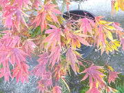 - FOR PICKUP ONLY | Acer palmatum 'Fascination' Japanese Maple | DOES NOT SHIP - Mr Maple │ Buy Japanese Maple Trees