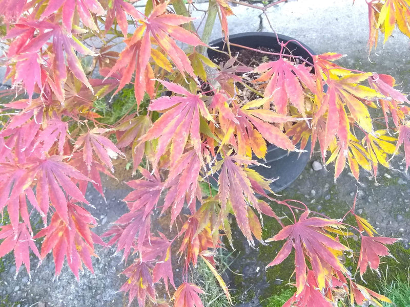 - FOR PICKUP ONLY | Acer palmatum 'Fascination' Japanese Maple | DOES NOT SHIP - Mr Maple │ Buy Japanese Maple Trees