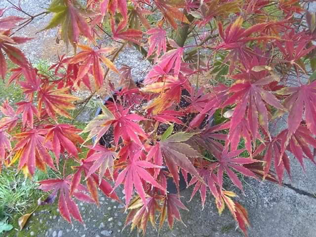 - FOR PICKUP ONLY | Acer palmatum 'Fascination' Japanese Maple | DOES NOT SHIP - Mr Maple │ Buy Japanese Maple Trees