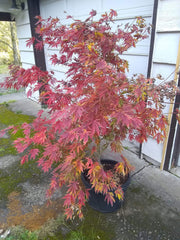 - FOR PICKUP ONLY | Acer palmatum 'Fascination' Japanese Maple | DOES NOT SHIP - Mr Maple │ Buy Japanese Maple Trees