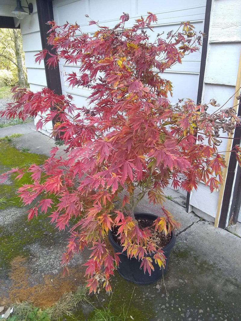 - FOR PICKUP ONLY | Acer palmatum 'Fascination' Japanese Maple | DOES NOT SHIP - Mr Maple │ Buy Japanese Maple Trees