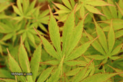 - FOR PICKUP ONLY | Acer palmatum 'Fascination' Japanese Maple | DOES NOT SHIP - Mr Maple │ Buy Japanese Maple Trees