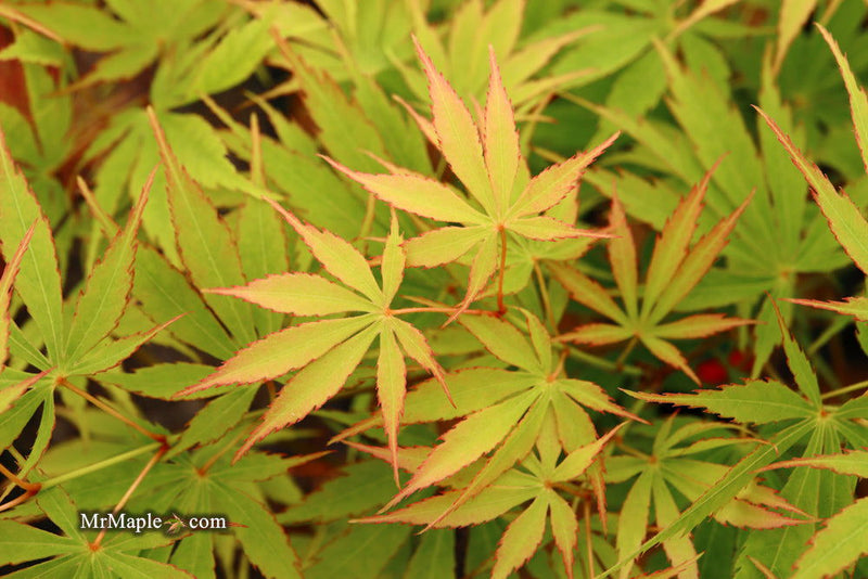 - FOR PICKUP ONLY | Acer palmatum 'Fascination' Japanese Maple | DOES NOT SHIP - Mr Maple │ Buy Japanese Maple Trees
