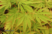 - FOR PICKUP ONLY | Acer palmatum 'Fascination' Japanese Maple | DOES NOT SHIP - Mr Maple │ Buy Japanese Maple Trees