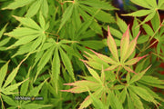 - FOR PICKUP ONLY | Acer palmatum 'Fascination' Japanese Maple | DOES NOT SHIP - Mr Maple │ Buy Japanese Maple Trees