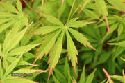 - FOR PICKUP ONLY | Acer palmatum 'Fascination' Japanese Maple | DOES NOT SHIP - Mr Maple │ Buy Japanese Maple Trees