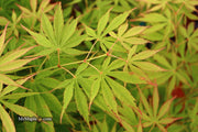 - FOR PICKUP ONLY | Acer palmatum 'Fascination' Japanese Maple | DOES NOT SHIP - Mr Maple │ Buy Japanese Maple Trees