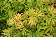 - FOR PICKUP ONLY | Acer palmatum 'Fascination' Japanese Maple | DOES NOT SHIP - Mr Maple │ Buy Japanese Maple Trees