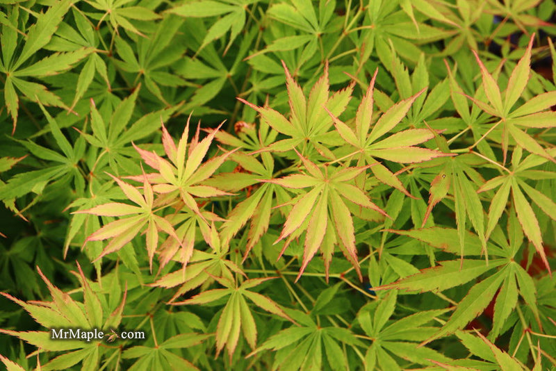 - FOR PICKUP ONLY | Acer palmatum 'Fascination' Japanese Maple | DOES NOT SHIP - Mr Maple │ Buy Japanese Maple Trees