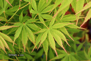 - FOR PICKUP ONLY | Acer palmatum 'Fascination' Japanese Maple | DOES NOT SHIP - Mr Maple │ Buy Japanese Maple Trees