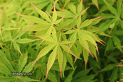 - FOR PICKUP ONLY | Acer palmatum 'Fascination' Japanese Maple | DOES NOT SHIP - Mr Maple │ Buy Japanese Maple Trees