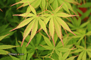 - FOR PICKUP ONLY | Acer palmatum 'Fascination' Japanese Maple | DOES NOT SHIP - Mr Maple │ Buy Japanese Maple Trees