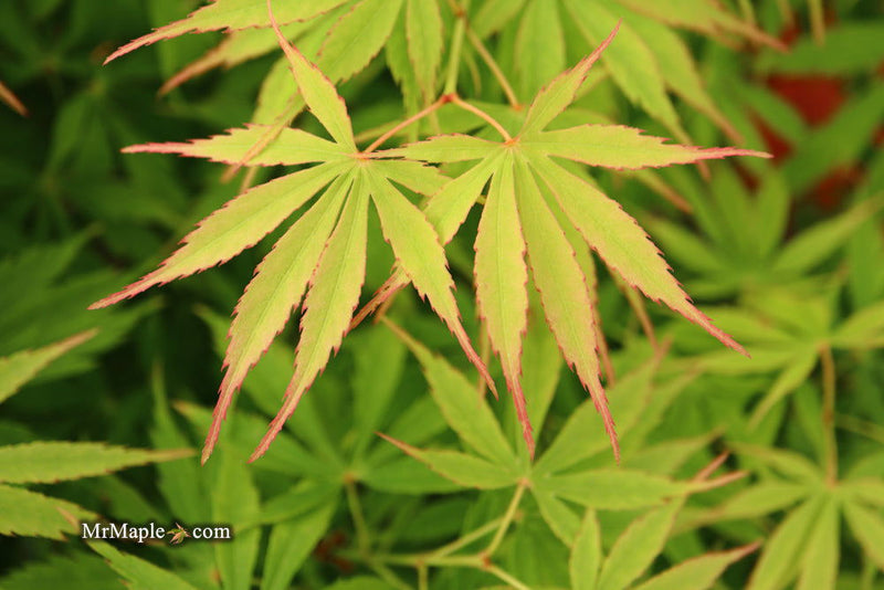 - FOR PICKUP ONLY | Acer palmatum 'Fascination' Japanese Maple | DOES NOT SHIP - Mr Maple │ Buy Japanese Maple Trees