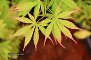 - FOR PICKUP ONLY | Acer palmatum 'Fascination' Japanese Maple | DOES NOT SHIP - Mr Maple │ Buy Japanese Maple Trees