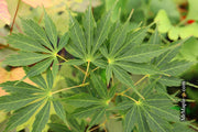 - FOR PICKUP ONLY | Acer palmatum 'Fascination' Japanese Maple | DOES NOT SHIP - Mr Maple │ Buy Japanese Maple Trees