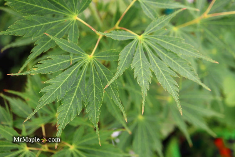 - FOR PICKUP ONLY | Acer palmatum 'Fascination' Japanese Maple | DOES NOT SHIP - Mr Maple │ Buy Japanese Maple Trees