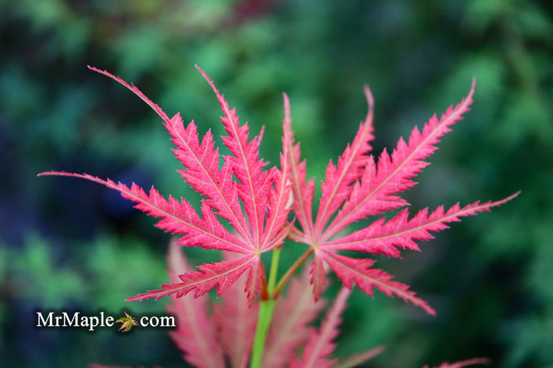 - FOR PICKUP ONLY | Acer palmatum 'Fascination' Japanese Maple | DOES NOT SHIP - Mr Maple │ Buy Japanese Maple Trees