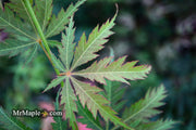 - FOR PICKUP ONLY | Acer palmatum 'Fascination' Japanese Maple | DOES NOT SHIP - Mr Maple │ Buy Japanese Maple Trees