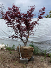 - FOR PICKUP ONLY | Acer palmatum 'Fireglow' Japanese Maple | DOES NOT SHIP - Mr Maple │ Buy Japanese Maple Trees