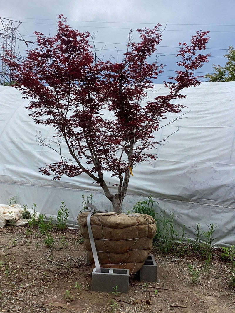 - FOR PICKUP ONLY | Acer palmatum 'Fireglow' Japanese Maple | DOES NOT SHIP - Mr Maple │ Buy Japanese Maple Trees