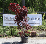 - FOR PICKUP ONLY | Acer palmatum 'Fireglow' Japanese Maple | DOES NOT SHIP - Mr Maple │ Buy Japanese Maple Trees