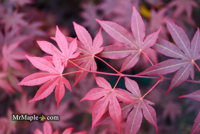 - FOR PICKUP ONLY | Acer palmatum 'Fireglow' Japanese Maple | DOES NOT SHIP - Mr Maple │ Buy Japanese Maple Trees
