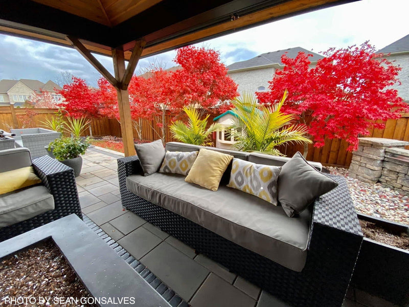 - FOR PICKUP ONLY | Acer palmatum 'Fireglow' Japanese Maple | DOES NOT SHIP - Mr Maple │ Buy Japanese Maple Trees