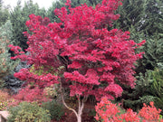 - FOR PICKUP ONLY | Acer palmatum 'Fireglow' Japanese Maple | DOES NOT SHIP - Mr Maple │ Buy Japanese Maple Trees