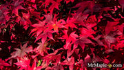 - FOR PICKUP ONLY | Acer palmatum 'Fireglow' Japanese Maple | DOES NOT SHIP - Mr Maple │ Buy Japanese Maple Trees