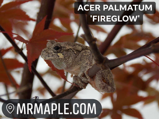 - FOR PICKUP ONLY | Acer palmatum 'Fireglow' Japanese Maple | DOES NOT SHIP - Mr Maple │ Buy Japanese Maple Trees