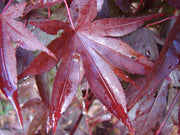 - FOR PICKUP ONLY | Acer palmatum 'Fireglow' Japanese Maple | DOES NOT SHIP - Mr Maple │ Buy Japanese Maple Trees