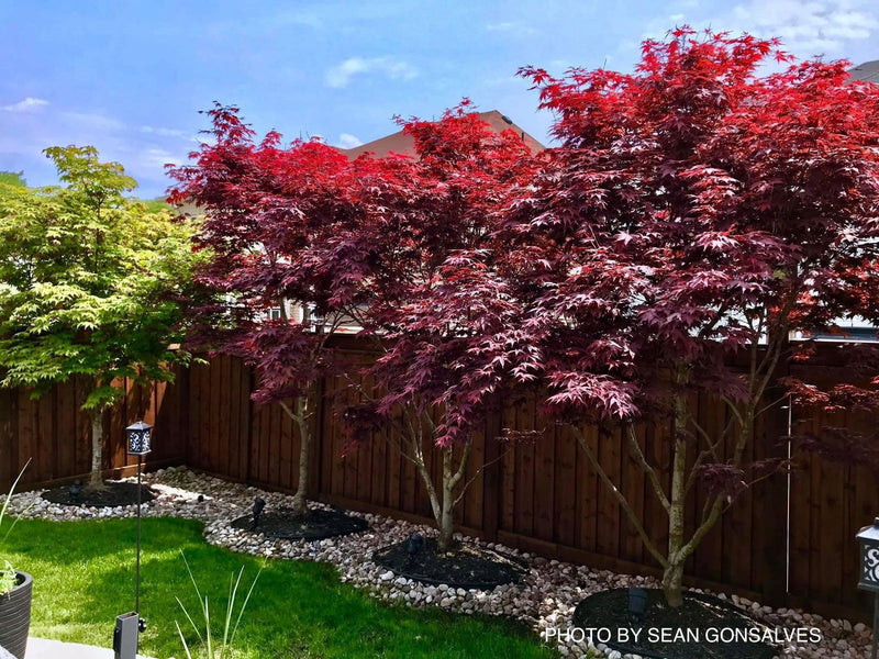 - FOR PICKUP ONLY | Acer palmatum 'Fireglow' Japanese Maple | DOES NOT SHIP - Mr Maple │ Buy Japanese Maple Trees