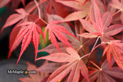 - FOR PICKUP ONLY | Acer palmatum 'Fireglow' Japanese Maple | DOES NOT SHIP - Mr Maple │ Buy Japanese Maple Trees