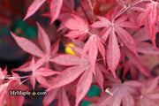 - FOR PICKUP ONLY | Acer palmatum 'Fireglow' Japanese Maple | DOES NOT SHIP - Mr Maple │ Buy Japanese Maple Trees