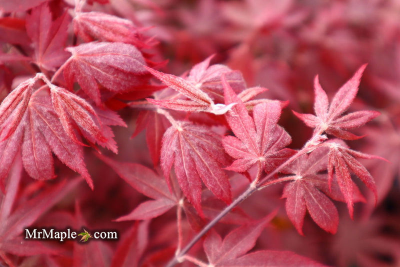 - FOR PICKUP ONLY | Acer palmatum 'Fireglow' Japanese Maple | DOES NOT SHIP - Mr Maple │ Buy Japanese Maple Trees