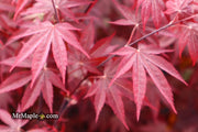 - FOR PICKUP ONLY | Acer palmatum 'Fireglow' Japanese Maple | DOES NOT SHIP - Mr Maple │ Buy Japanese Maple Trees
