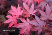 - FOR PICKUP ONLY | Acer palmatum 'Fireglow' Japanese Maple | DOES NOT SHIP - Mr Maple │ Buy Japanese Maple Trees