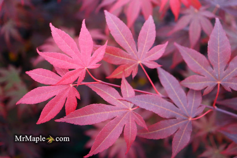 - FOR PICKUP ONLY | Acer palmatum 'Fireglow' Japanese Maple | DOES NOT SHIP - Mr Maple │ Buy Japanese Maple Trees
