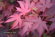 - FOR PICKUP ONLY | Acer palmatum 'Fireglow' Japanese Maple | DOES NOT SHIP - Mr Maple │ Buy Japanese Maple Trees
