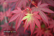 - FOR PICKUP ONLY | Acer palmatum 'Fireglow' Japanese Maple | DOES NOT SHIP - Mr Maple │ Buy Japanese Maple Trees