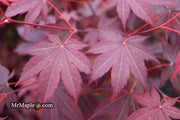 - FOR PICKUP ONLY | Acer palmatum 'Fireglow' Japanese Maple | DOES NOT SHIP - Mr Maple │ Buy Japanese Maple Trees