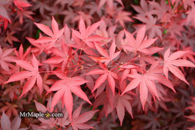 - FOR PICKUP ONLY | Acer palmatum 'Fireglow' Japanese Maple | DOES NOT SHIP - Mr Maple │ Buy Japanese Maple Trees