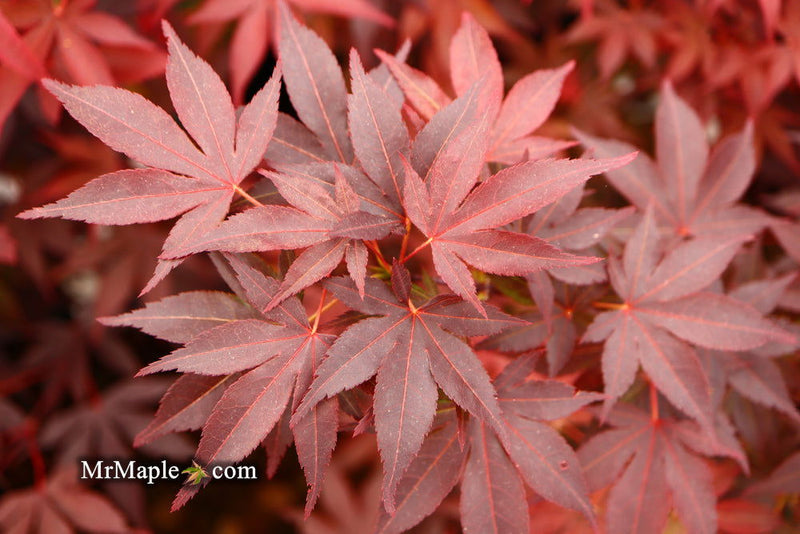 - FOR PICKUP ONLY | Acer palmatum 'Fireglow' Japanese Maple | DOES NOT SHIP - Mr Maple │ Buy Japanese Maple Trees
