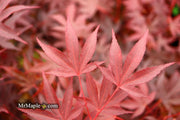- FOR PICKUP ONLY | Acer palmatum 'Fireglow' Japanese Maple | DOES NOT SHIP - Mr Maple │ Buy Japanese Maple Trees