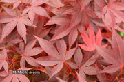 - FOR PICKUP ONLY | Acer palmatum 'Fireglow' Japanese Maple | DOES NOT SHIP - Mr Maple │ Buy Japanese Maple Trees