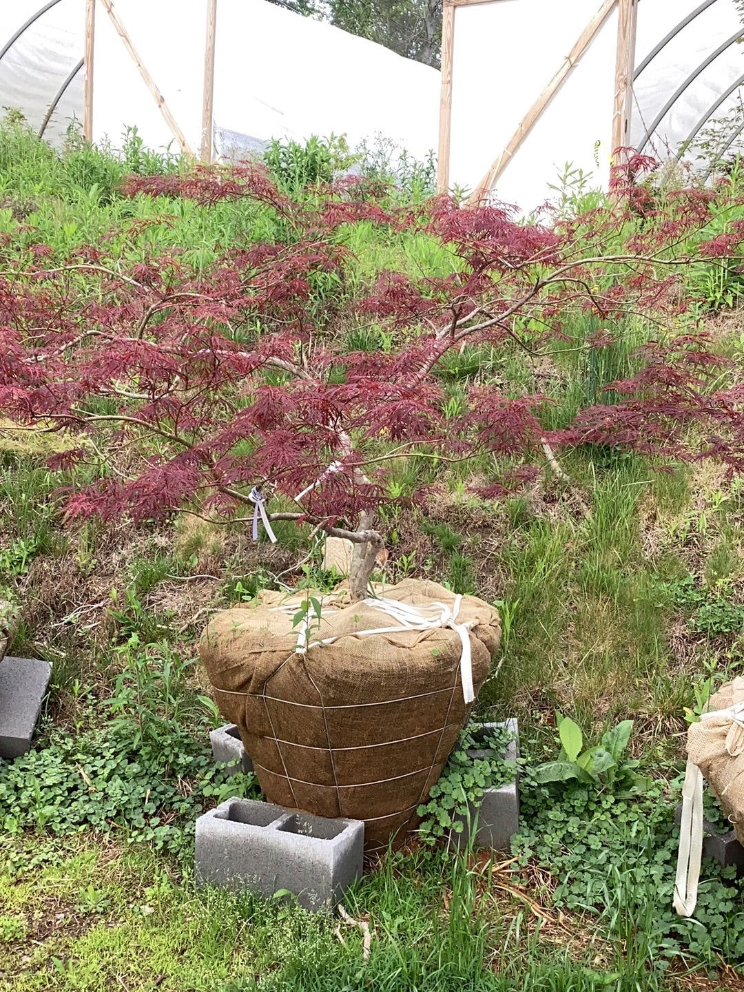 Buy Acer palmatum dissectum 'Garnet' Japanese Maple — Mr Maple │ Buy  Japanese Maple Trees